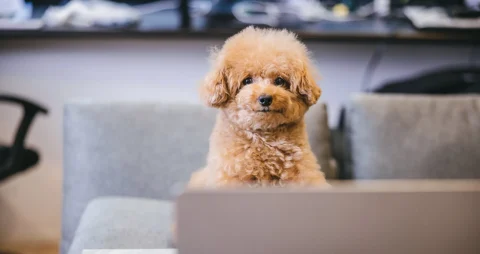 チャットレディ求人情報サイト