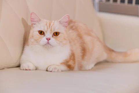チャットレディ
