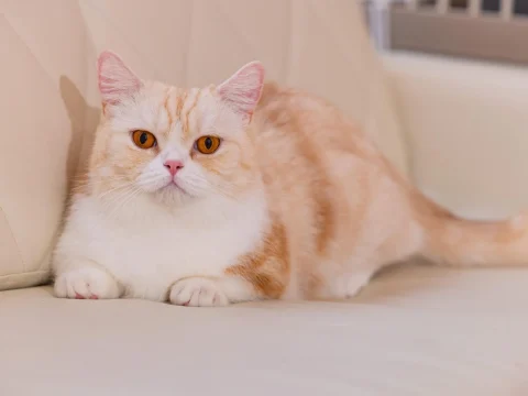 チャットレディ