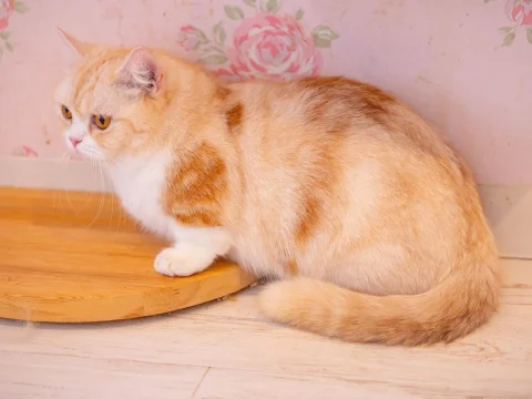 リモ活
