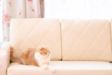 チャットレディ
