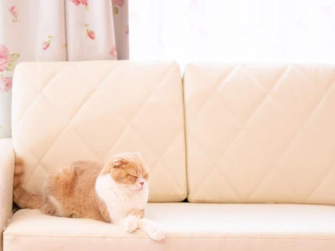 チャットレディ